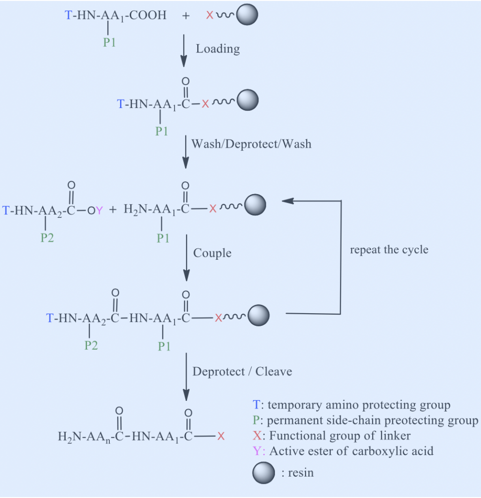 peptide